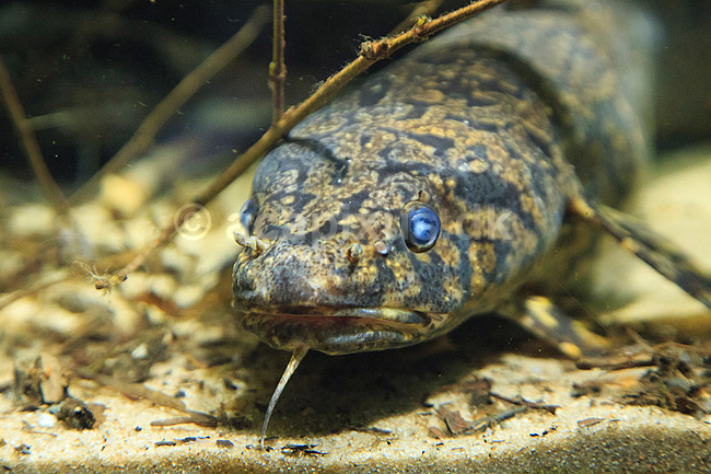 Knude. Ferskvandskvabbe eller Knude; Lota lota; Den Bl� Planet; ; ; Fisk; Gadidae, rovfisk, akvarium