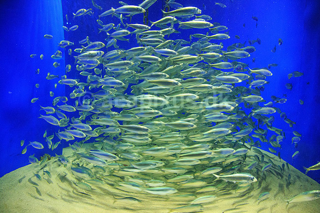 Sildestime. Stime af sild cirkulerer omkring ankertov i Den Bl� Planet; Clupea harengus; Den Bl� Planet; ; ; Fisk; Sildefisk, Clupeidae, akvarium