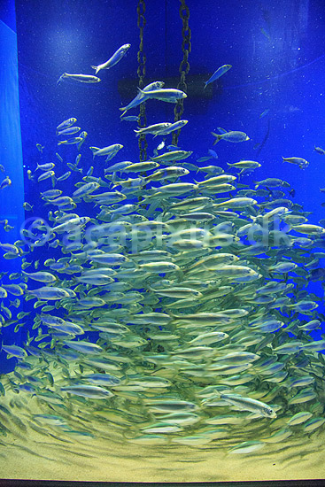 Sildestime. Stime af sild cirkulerer omkring ankertov i Den Bl� Planet; Clupea harengus; Den Bl� Planet; ; ; Fisk; Sildefisk, Clupeidae, akvarium