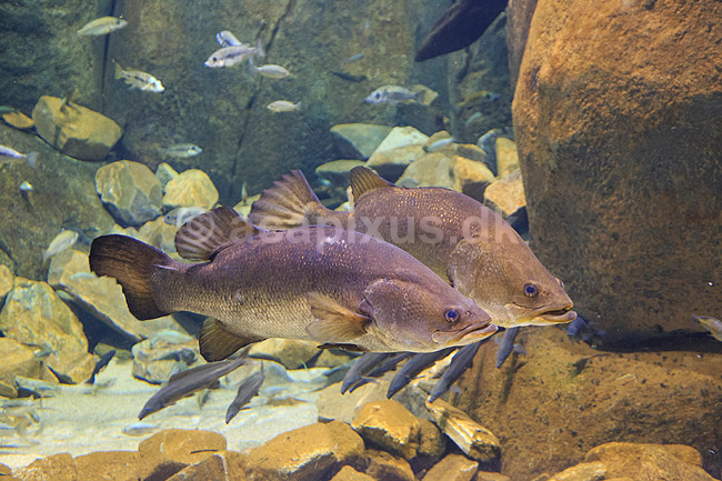 Nilaborrer. Nilaborre i akvarium i Den Bl� Planet; Lates niloticus; Den Bl� Planet; ; ; Fisk; Centropomidae, rovfisk