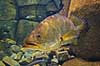 Nilaborrer. Nilaborre i akvarium i Den Bl� Planet Lates niloticus Den Bl� Planet   Fisk Centropomidae, rovfisk