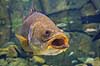 Nilaborrer. Nilaborre i akvarium i Den Bl� Planet Lates niloticus Den Bl� Planet   Fisk Centropomidae, rovfisk, l�ber, mund, gab