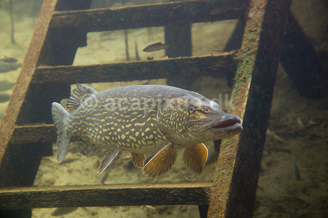 Gedde. Gedde i AQUA i Silkeborg; Esox lucius; AQUA; ; ; Fisk; Esocidae, gedder, ferskvandsfisk, brakvandsfisk, undervandsmilj�, pike, hecht, fish, benfisk, beinfisk, fiskar, g�dda, gjedde, gedda
