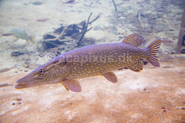 Gedde. Gedde i AQUA i Silkeborg; Esox lucius; AQUA; ; ; Fisk; Esocidae, gedder, ferskvandsfisk, brakvandsfisk, undervandsmilj�, pike, hecht, fish, benfisk, beinfisk, fiskar, g�dda, gjedde, gedda