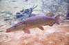 Gedde. Gedde i AQUA i Silkeborg Esox lucius AQUA   Fisk Esocidae, gedder, ferskvandsfisk, brakvandsfisk, undervandsmilj�, pike, hecht, fish, benfisk, beinfisk, fiskar, g�dda, gjedde, gedda