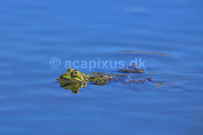 Fr�. Almindelig gr�n fr�; Rana esculenta; ; ; ; Padder; Fr�er, springpadder, Pelophylax esculentus