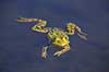 Fr�. Almindelig gr�n fr� Rana esculenta    Padder Fr�er, springpadder, Pelophylax esculentus