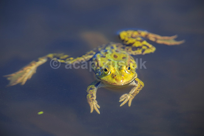 Fr�. Almindelig gr�n fr�; Rana esculenta; ; ; ; Padder; Fr�er, springpadder, Pelophylax esculentus