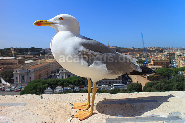 Middelhavss�lvm�ge. Middelhavss�lvm�ge p� murv�rk i Castel Sant Angelo; Larus michahellis; Castel Sant Angelo / Rom; Italien; ; Fugle; M�gefugle, Laridae