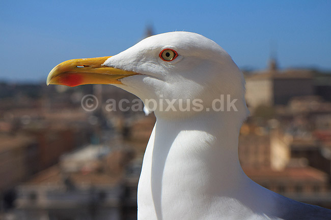 Middelhavss�lvm�ge. Middelhavss�lvm�ge p� murv�rk i Castel Sant Angelo; Larus michahellis; Castel Sant Angelo / Rom; Italien; ; Fugle; M�gefugle, Laridae