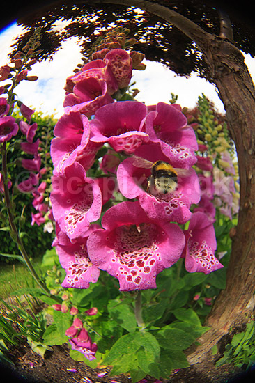 Humlebi. Humlebi bes�ger blomster af fingerb�l - fotograferet med fiske�je; Digitalis purpurea; ; ; ; Planter, insekter; Maskeblomst-familien, Scrophulariaceae, l�geplante, l�geplanter, blomst, blomster
