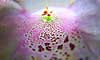 Fingerb�l. Invendigt i blomst af fingerb�l fotograferet med fiske�je Digitalis purpurea    Planter Maskeblomst-familien, Scrophulariaceae, l�geplante, l�geplanter, blomst, blomster