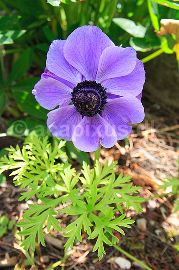 Fransk anemone; Anemone coronaria; ; ; ; Planter; Anemoner, franske anemoner, haveplante, haveplanter, prydplante, prydplanter, l�gplante, l�gplanter, staude, stauder