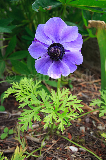 Fransk anemone; Anemone coronaria; ; ; ; Planter; Anemoner, franske anemoner, haveplante, haveplanter, prydplante, prydplanter, l�gplante, l�gplanter, staude, stauder