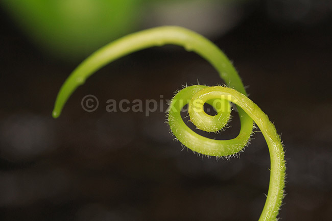Fangtr�d. Fangtr�d af gr�skarplante; Cucurbita; ; ; ; Planter; H�ftetr�d, fangarm