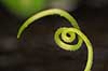 Fangtr�d. Fangtr�d af gr�skarplante Cucurbita    Planter H�ftetr�d, fangarm