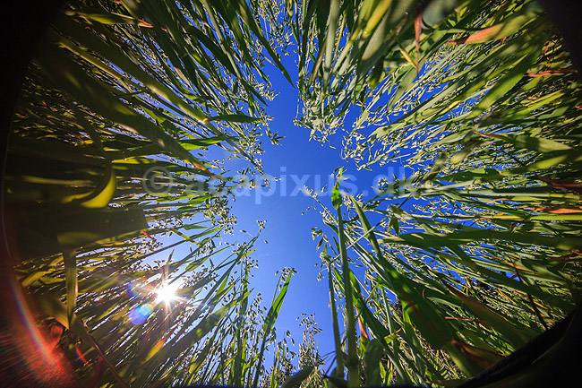 Havremark. Havreaks p� kornmark fotograferet fra bunden af marken med fiske�je objektiv, havre; Avena sativa; ; ; ; Planter; Landbrug, kornmarker, korn, kornsorter