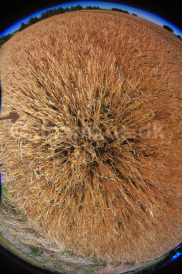 Hvedemark. Hvedeaks p� kornmark fotograferet lige over kornet med fiske�je objektiv, hvede; Triticum aestivum; ; ; ; Planter; Landbrug, kornmarker, korn, kornsorter