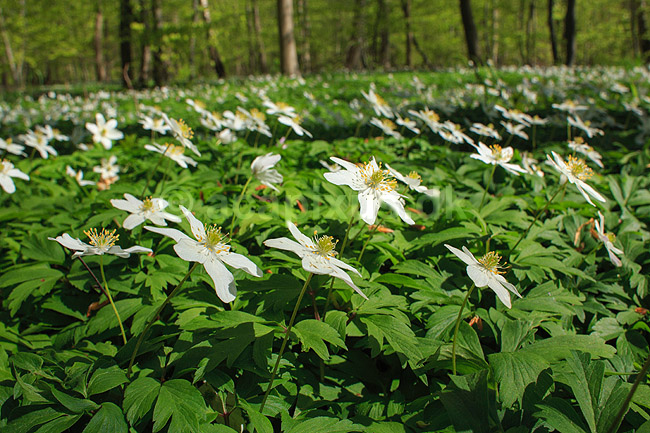 Anemoner. Hvide anemoner i skovbunden i b�geskov i Hareskoven; Anemone nemorosa; Hareskoven; ; ; Planter; Ranunkel-familien, Ranunculaceae, Ranunkel-ordenen, Ranunculales, blomster, for�r, b�g, b�getr�, b�getr�er
