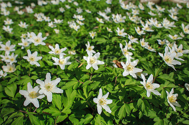 Anemoner. Hvide anemoner i skovbunden i b�geskov i Hareskoven; Anemone nemorosa; Hareskoven; ; ; Planter; Ranunkel-familien, Ranunculaceae, Ranunkel-ordenen, Ranunculales, blomster, for�r, b�g, b�getr�, b�getr�er