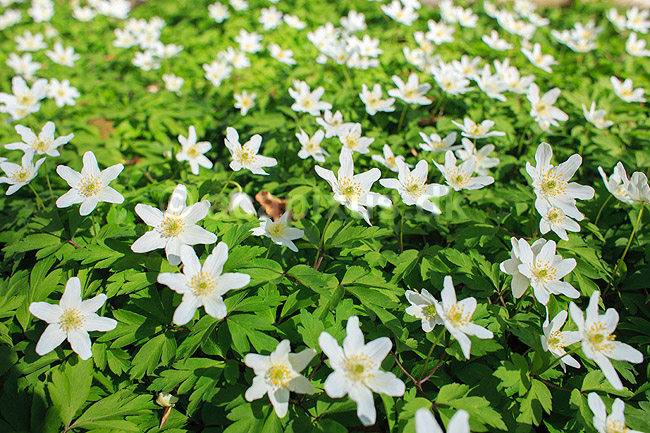 Anemoner. Hvide anemoner i skovbunden i b�geskov i Hareskoven; Anemone nemorosa; Hareskoven; ; ; Planter; Ranunkel-familien, Ranunculaceae, Ranunkel-ordenen, Ranunculales, blomster, for�r, b�g, b�getr�, b�getr�er