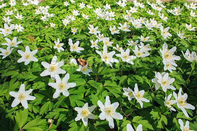Anemoner. Hvide anemoner i skovbunden i b�geskov i Hareskoven; Anemone nemorosa; Hareskoven; ; ; Planter; Ranunkel-familien, Ranunculaceae, Ranunkel-ordenen, Ranunculales, blomster, for�r, b�g, b�getr�, b�getr�er