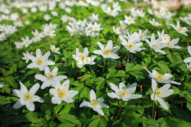 Anemoner. Hvide anemoner i skovbunden i b�geskov i Hareskoven; Anemone nemorosa; Hareskoven; ; ; Planter; Ranunkel-familien, Ranunculaceae, Ranunkel-ordenen, Ranunculales, blomster, for�r, b�g, b�getr�, b�getr�er