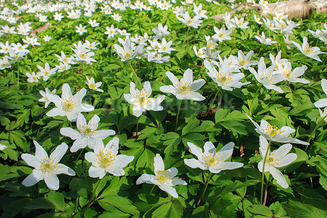 Anemoner. Hvide anemoner i skovbunden i b�geskov i Hareskoven; Anemone nemorosa; Hareskoven; ; ; Planter; Ranunkel-familien, Ranunculaceae, Ranunkel-ordenen, Ranunculales, blomster, for�r, b�g, b�getr�, b�getr�er
