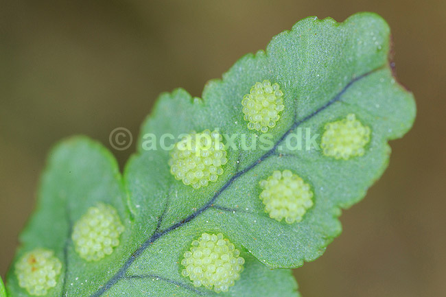 Sporangier. Sporehuse p� undersiden af bregneblad; ; ; ; ; Planter; Karsporeplanter
