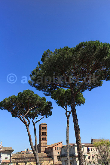 Basilica di Santa Francesca. Basilica di Santa Francesca Romana set bag fyrretr�er fra Forum Romanum; ; Forum Romanum / Rom; Italien; ; Sev�rdigheder; romerriget, turistsev�rdigheder, templer