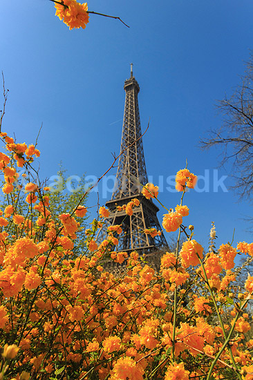 Eiffel T�rnet. Eiffel T�rnet bag blomster; ; Tour Eiffel / Paris; Frankrig; ; Sev�rdigheder; Sev�rdigheder, st�l, metal, t�rne