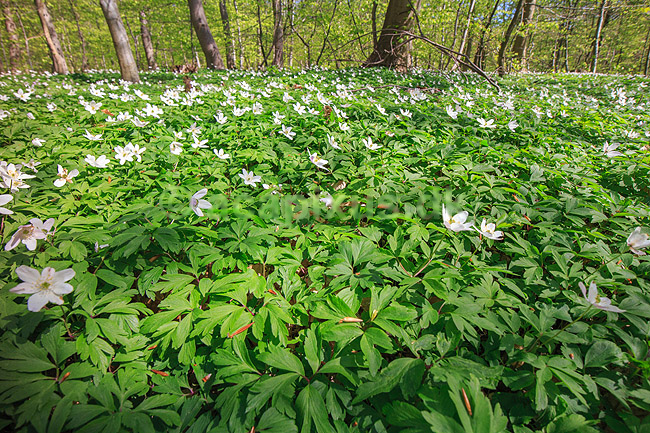 Hvid anemone. Hvide anemoner i skovbund; Anemone nemorosa, Ranunculaceae; Hareskoven; ; ; planter; Ranunkel-ordenen, Ranunculales