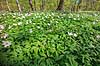 Hvid anemone. Hvide anemoner i skovbund Anemone nemorosa, Ranunculaceae Hareskoven   planter Ranunkel-ordenen, Ranunculales