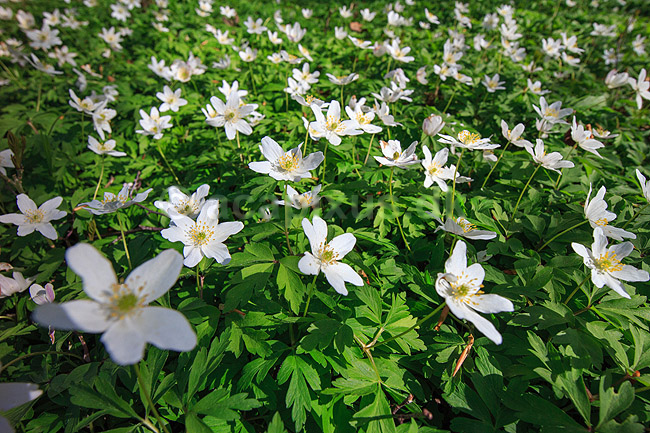 Hvid anemone. Hvide anemoner i skovbund; Anemone nemorosa, Ranunculaceae; Hareskoven; ; ; planter; Ranunkel-ordenen, Ranunculales