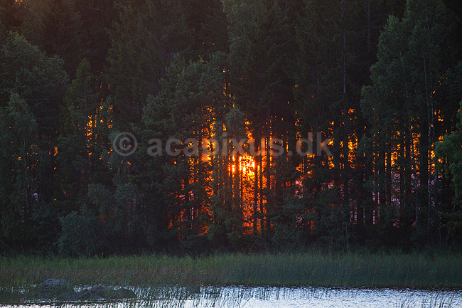 Solnedgang. Solen g�r ned bag tr�stammer i fyrreskov ved �snen s�en; ; Lake �snen; Sverige; ; ; Solnedgange