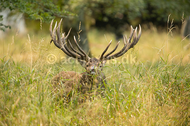 Kronhjort. Kronhjort i sit revir under brunstperioden; Cervus elaphus; J�gersborg Dyrehave / Sj�lland; ; ; pattedyr; Hjorte, kronhjorte, Cervidae, Parrett�ede hovdyr, Artiodactyla, Krondyr, Red deer, kronvildt, krondyr, kronhjorte, brunst, hjort