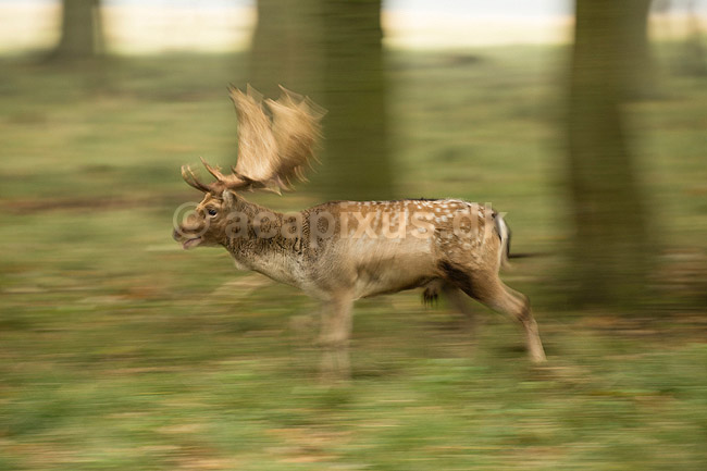 D�dyr. D�hjort l�ber gennem b�geskoven i Dyrehaven; Dama dama; J�gersborg Dyrehave / Sj�lland; ; ; pattedyr; Hjorte, Cervidae, Parrett�ede hovdyr, Artiodactyla, hjort, d�vildt, gevir, fuldskuffel, dr�vtygger, brunst, fallow deer, d�hjort, dovhjort