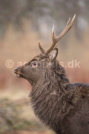 Sika. Sikahjort i Dyrehaven; Cervus nippon; J�gersborg Dyrehave / Sj�lland; ; ; pattedyr; Hjorte, Cervidae, Parrett�ede hovdyr, Artiodactyla, hjort, sikahjort