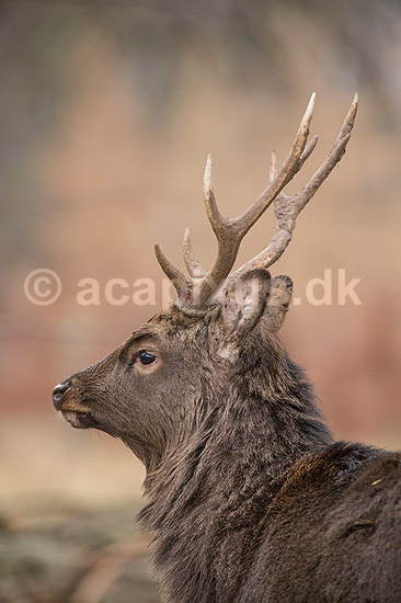 Sika. Sikahjort i Dyrehaven; Cervus nippon; J�gersborg Dyrehave / Sj�lland; ; ; pattedyr; Hjorte, Cervidae, Parrett�ede hovdyr, Artiodactyla, hjort, sikahjort