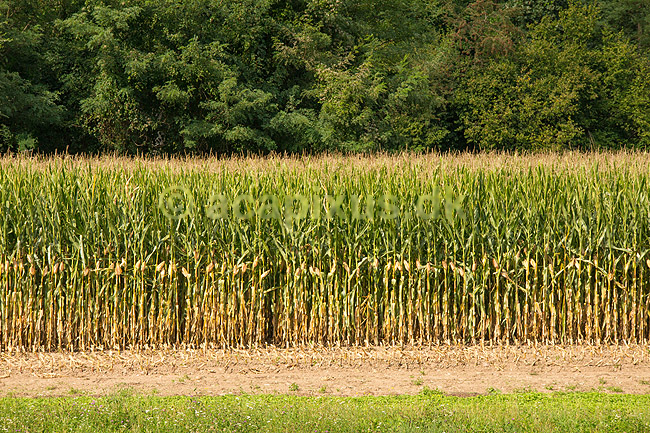 Majsmark. Delvist h�stet mark med majs; Zea mays; Levico Terme; Italien; ; planter; Gr�s, Gr�s-ordenen, Poales