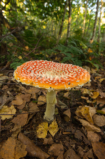 Fluesvamp. R�d fluesvamp; Amanita muscaria; ; ; ; svampe; Amanitaceae, giftige svampe, giftsvampe