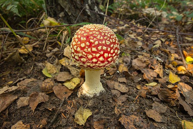 Fluesvamp. R�d fluesvamp; Amanita muscaria; ; ; ; svampe; Amanitaceae, giftige svampe, giftsvampe
