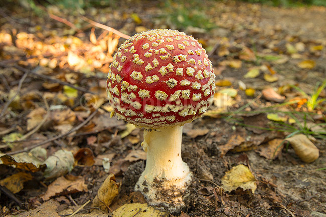 Fluesvamp. R�d fluesvamp; Amanita muscaria; ; ; ; svampe; Amanitaceae, giftige svampe, giftsvampe