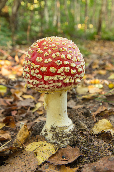Fluesvamp. R�d fluesvamp; Amanita muscaria; ; ; ; svampe; Amanitaceae, giftige svampe, giftsvampe