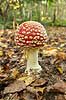 Fluesvamp. R�d fluesvamp Amanita muscaria    svampe Amanitaceae, giftige svampe, giftsvampe