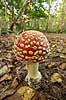 Fluesvamp. R�d fluesvamp Amanita muscaria    svampe Amanitaceae, giftige svampe, giftsvampe