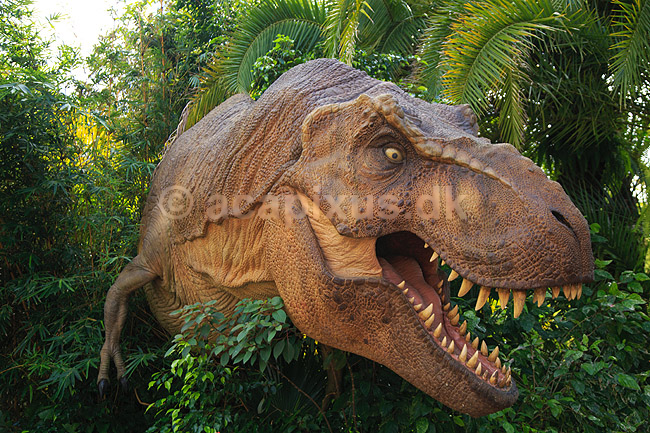 Universal Islands of Adventure. Dinosaurus figur af Tyrannosaurus rex i Camp Jurassic -  i Universal Theme Park i Orlando; Tyrannosaurus rex; Orlando / Florida; USA; ; ; Forlystelsespark, forlystelsesparker, turisme
