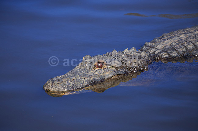 Alligator. Amerikansk alligator; Alligator mississippiensis, Alligatoridae; GatorLand / Orlando / Florida; USA; ; krybdyr; Krokodille, krokodiller, alligatorer