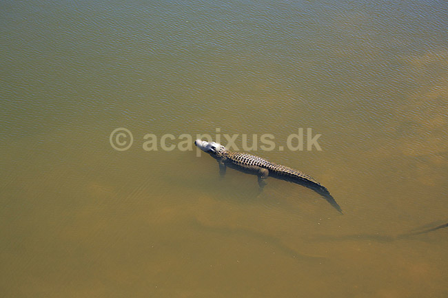 Alligator. Amerikansk alligator; Alligator mississippiensis, Alligatoridae; GatorLand / Orlando / Florida; USA; ; krybdyr; Krokodille, krokodiller, alligatorer