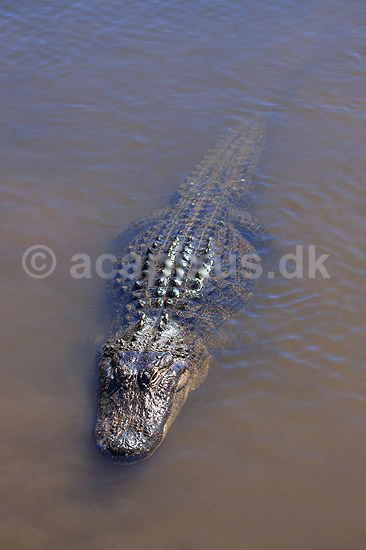 Alligator. Amerikansk alligator; Alligator mississippiensis, Alligatoridae; GatorLand / Orlando / Florida; USA; ; krybdyr; Krokodille, krokodiller, alligatorer
